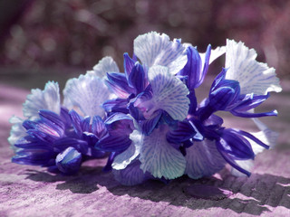 orchidea selvatica © Steve Fossiant