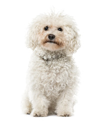 Bichon Frisé sitting, isolated on white, 9 years old