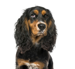 Close-up of a thoughtful English Cocker Spaniel , isolated on wh