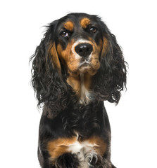 Bad-tempered English Cocker Spaniel, isolated on white,11 months