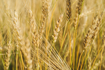 Sunny wheat field. Macro photo of ears of wheat. Rural landscape of a wheat field