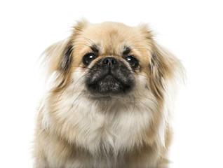 Close-up of a Tibetan Spaniel, isolated on white, 2 years old