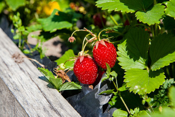 Appetizing red ripe strawberries in the garden on a sunny day