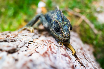 chameleon climbing closeup shot dragonlike
