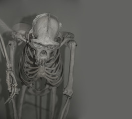 skull of Australopithecus africanus from Africa isolated on the white background. Australopithecus africanus from Africa. skeleton of Chimpanzee gorilla orangutan