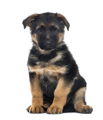 Puppy German Shepherd Dog sitting, 2 months old , isolated on wh