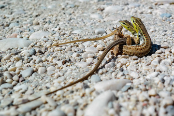 lizards are locked to eachother mating on the  hot sands