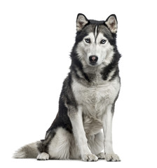 Fototapeta premium Siberian Husky sitting, 4 years old , isolated on white