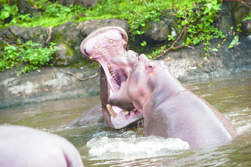 Two hippos fighting playing with mouth wide open in the water at daytime to show who is boss.