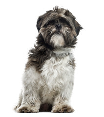 Shih Tzu sitting, 17 months old , isolated on white