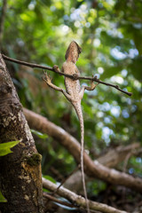 The lizard perched on a branch of tree