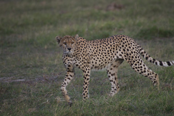 Fototapeta na wymiar ghepardo in azione