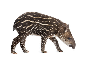 Side view of a young South american tapir sniffing, isolated on