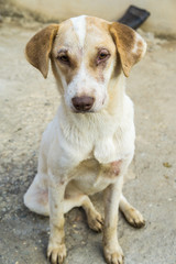 Traditional Thai lonely dog outdoor