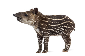 Side view of a young South american tapir, isolated on white, 41 days old - obrazy, fototapety, plakaty
