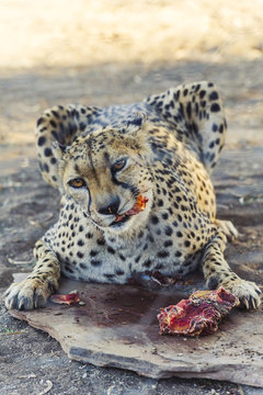 Portrait of cheetah feeding on prey