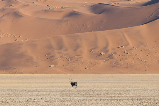 Sossusvlei, Namib desert, Namibia, Africa.