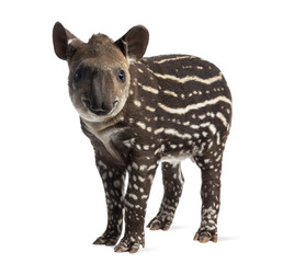 Young South american tapir, isolated on white, 41 days old