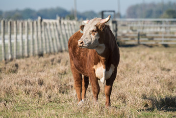 Cow in corral