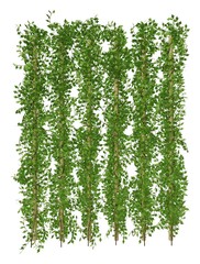 Golden pothos isolate on white background