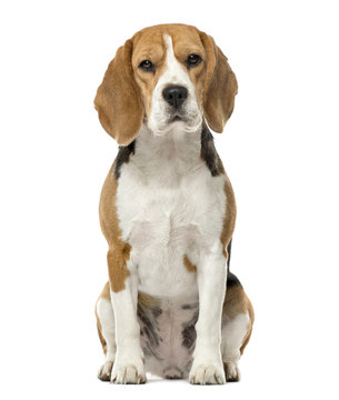Beagle sitting, 16 months old , isolated on white