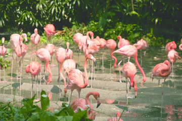 Large group of pink flamingos walking around on the riverside at daytime drinking water in the sun.