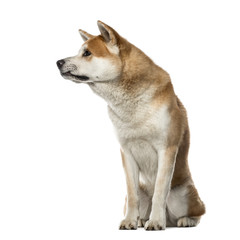 Akita Inu sitting and looking away, 22 months old , isolated on
