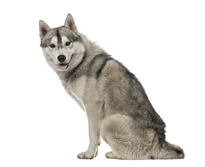 Side view of a Siberian Husky sitting, 1,5 year old , isolated o