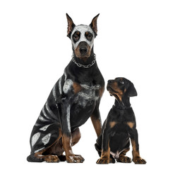 DisguisedDoberman Pinscher and puppy sitting , isolated on white