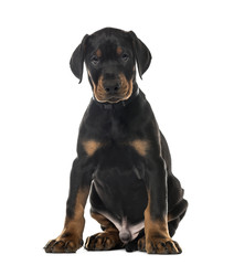 Puppy Doberman Pinscher sitting, 7 weeks old , isolated on white