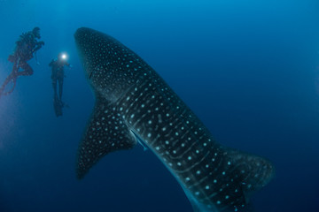 Whale shark and divers © Mark