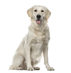 White Golden Retriever sitting, 19 months old , isolated on white