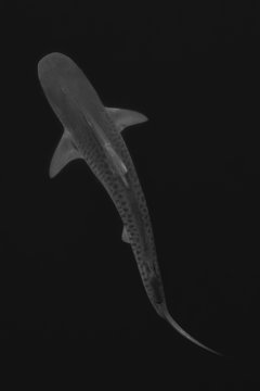 Tiger shark
