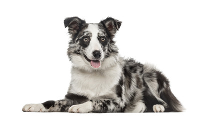 Fototapeta premium Border Collie lying and panting, 7 months old, isolated on white