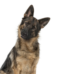 Close-up of a German Shepherd Dog staring at the camera, 21 months old, isolated on white