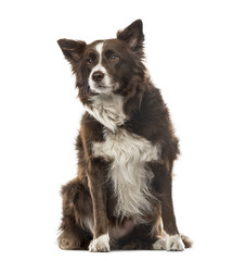 Border Collie sitting and looking away, 7 years old, isolated on