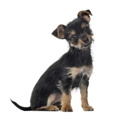 Mixed breed dog sitting, 3 months old , isolated on white