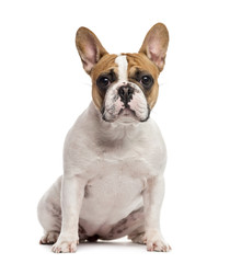 French Bulldog sitting, isolated on white