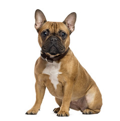 French Bulldog sitting and looking at the camera, isolated on wh