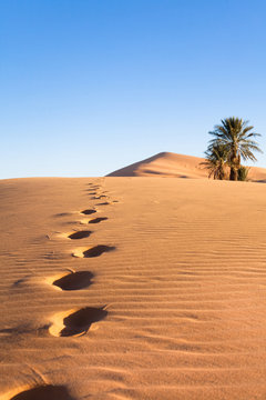 palmiers dans le désert et empreintes de pas