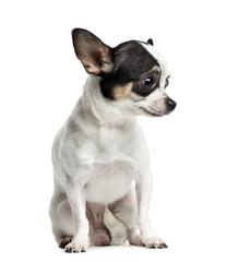 Chihuahua sitting and looking down, 1 year old, isolated on whit