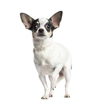 Chihuahua standing and looking up, 1 year old, isolated on white