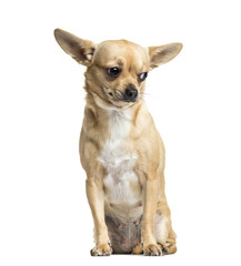 Brown Chihuahua sitting, 18 months old, isolated on white