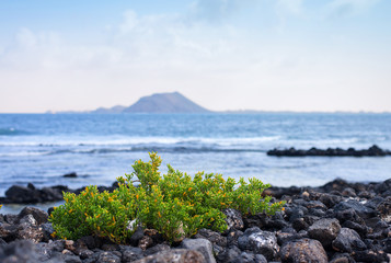 Tenerife cvu de fuertéventura
