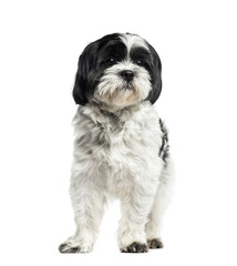 Shih Tzu standing, 2 years old, isolated on white