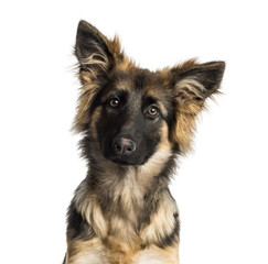 Close-up of a German Shepherd Dog puppy, 4 months old, isolated