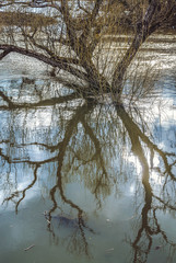 The tree is reflected in the spring flood of the river