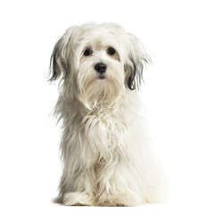 Puppy Shih Tzu sitting, 6 months old, isolated on white