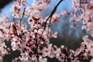 primavera