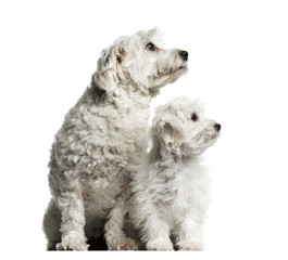 Maltese and puppy looking away in the same direction, isolated on white